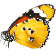 https://olcsokutyatap.hu/wp-content/uploads/2019/08/butterfly.png